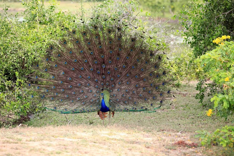 Indian peafowl
