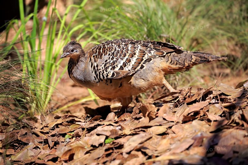 Malayan chicken
