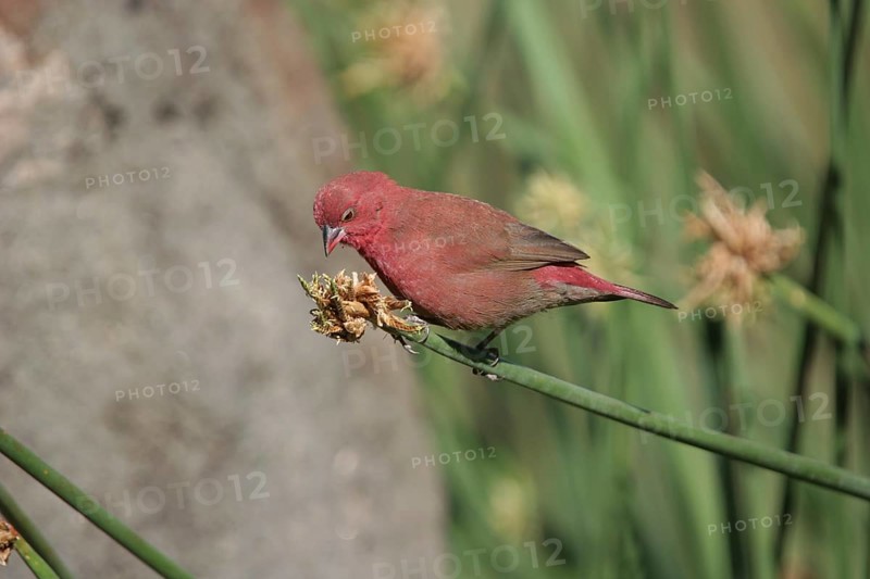Red-billed Fire Finch