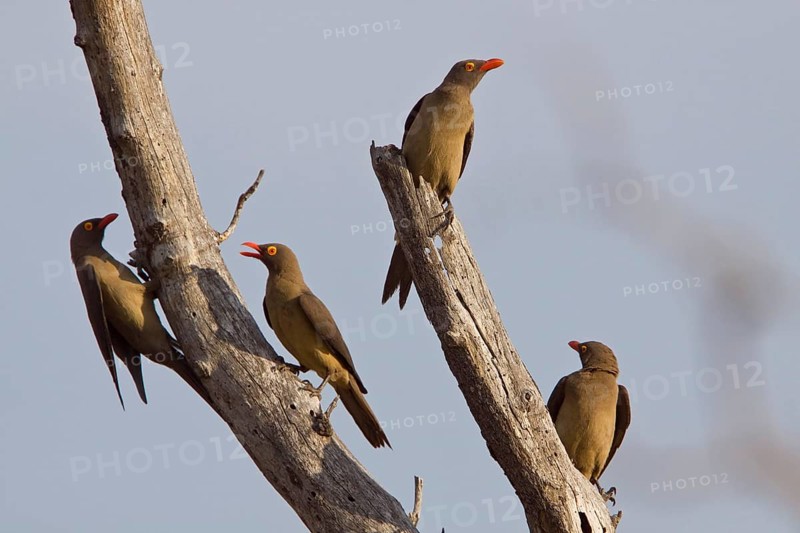 Red-billed Oxpeckers