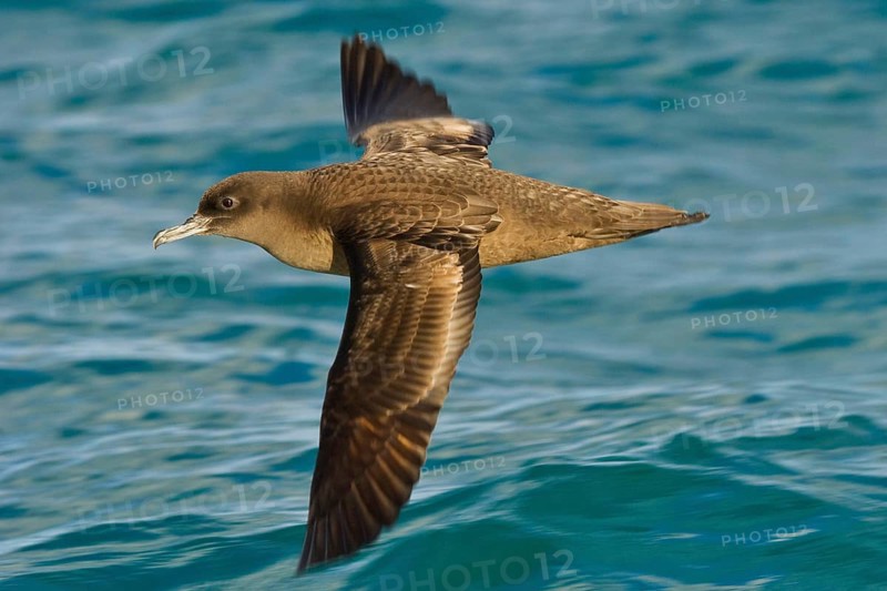 Sooty shearwater