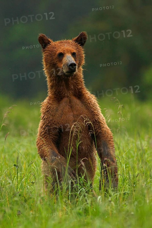 Grizzly bear