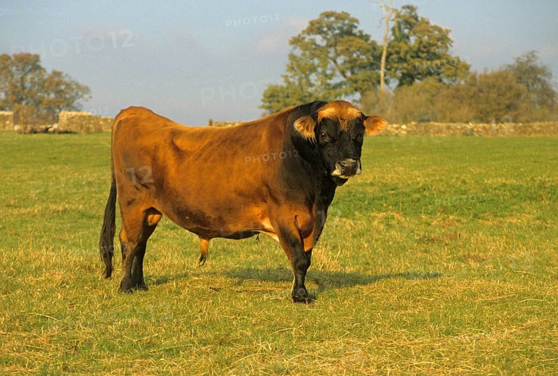 Jersey cattle