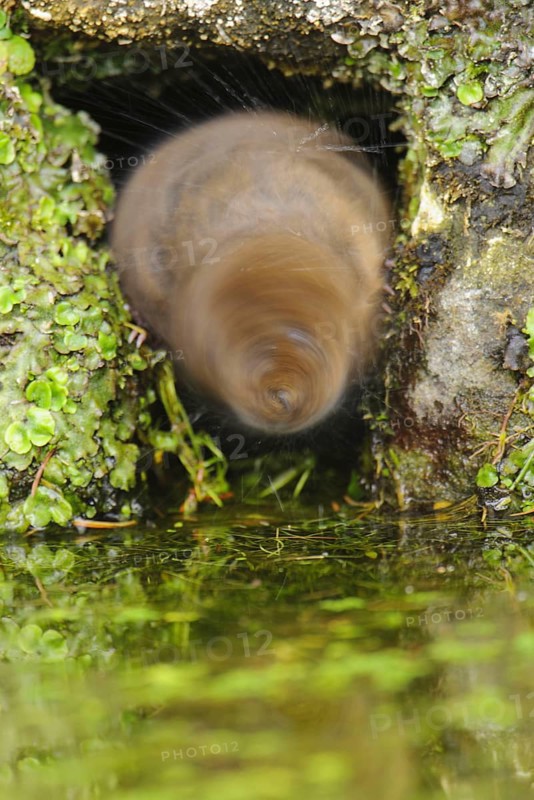 Eastern vole