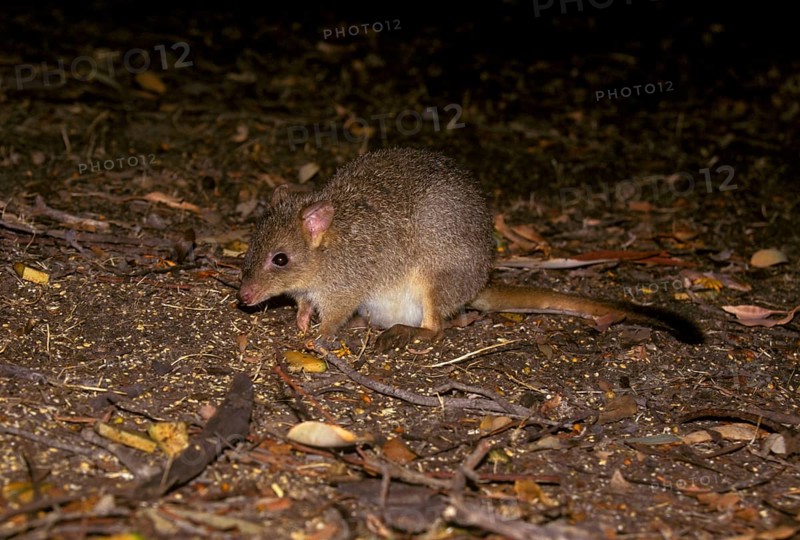Brush-tailed Rat Kangaroo