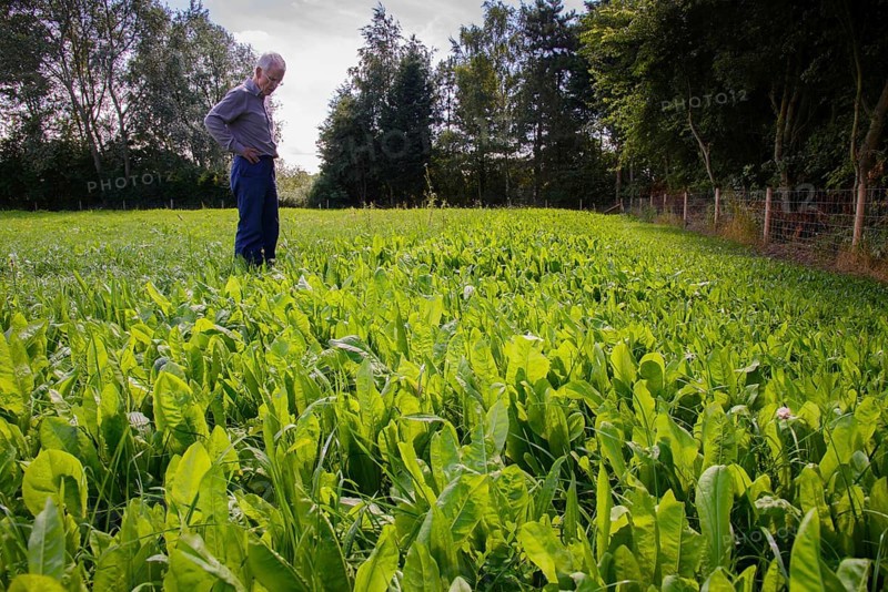 Common Chicory