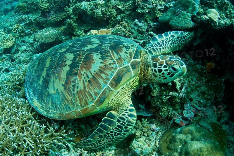 Green Turtle