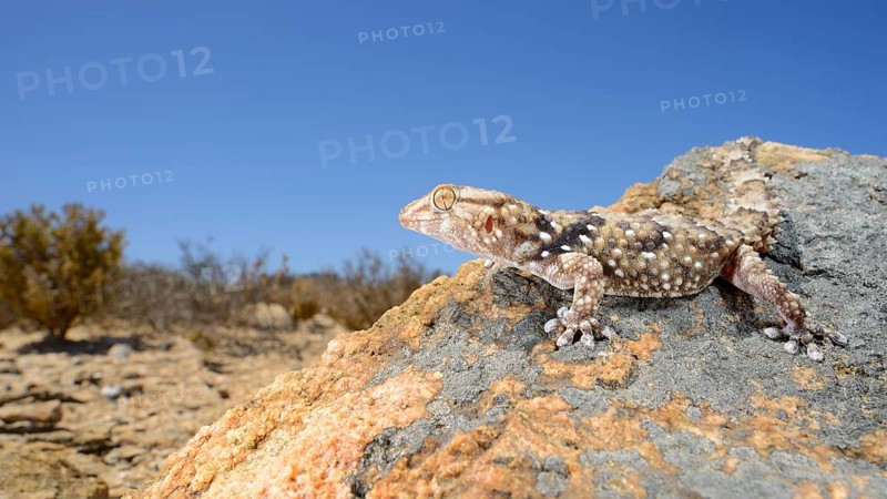 Bibron's Thick-Toed bibron's thick-toed gecko