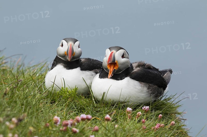 Atlantic Puffin