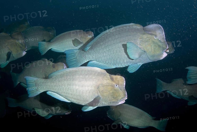 Bumphead Parrotfish