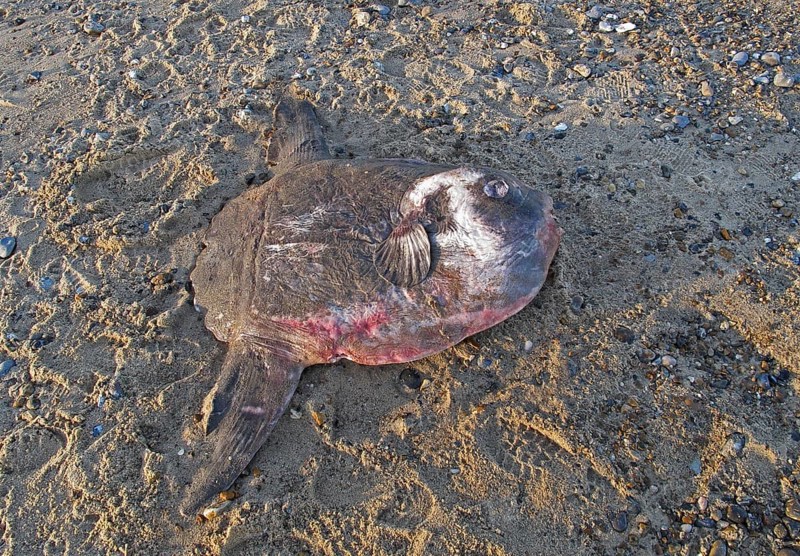 Ocean sunfish