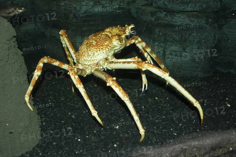 Giant Japanese crab