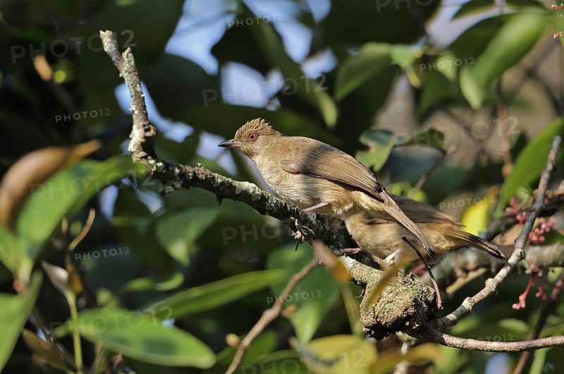 Asian Red-eyed Bulbul
