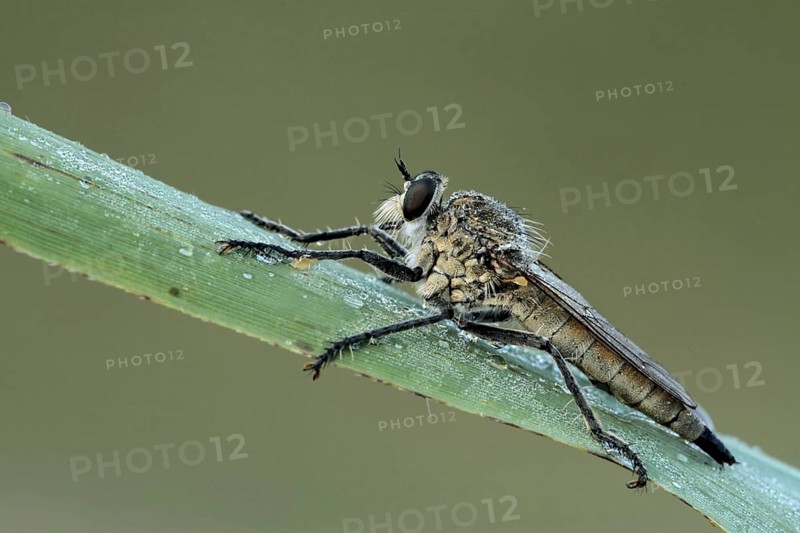 Dune Robber Fly
