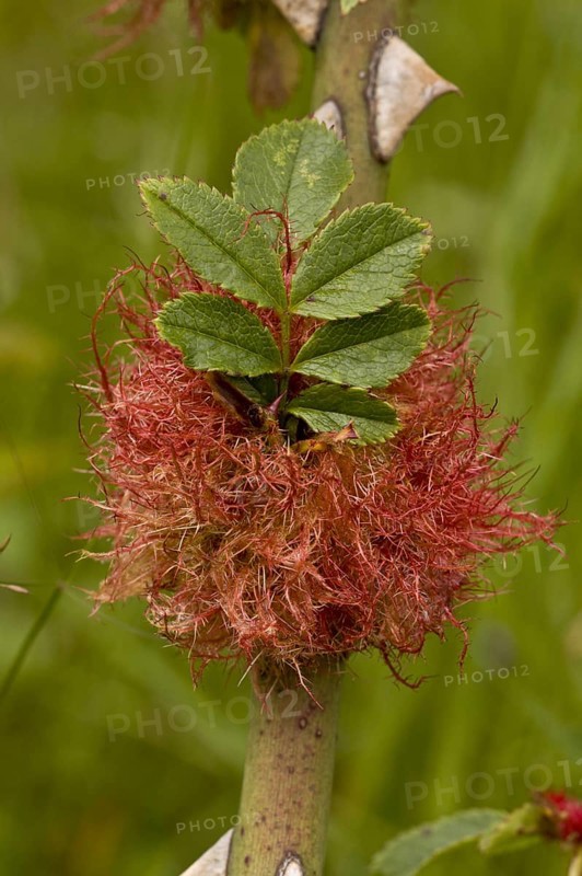 Rhodites rosae