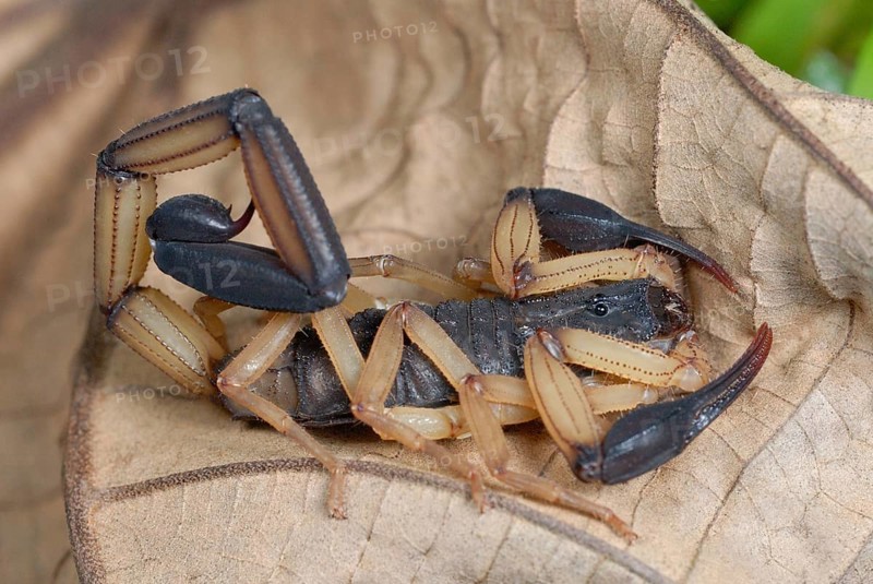 Black-pincered Bark Scorpion