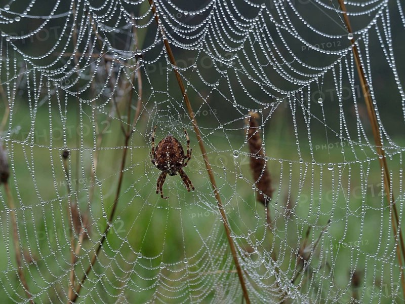 Garden Orb Spider