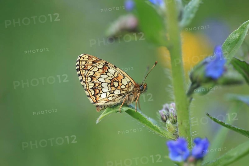 False heath fritillary