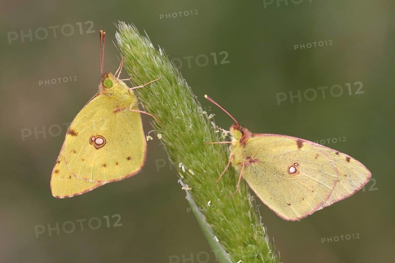 Clouded dark clouded yellow