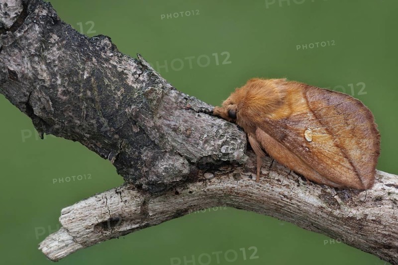 Drinker moth