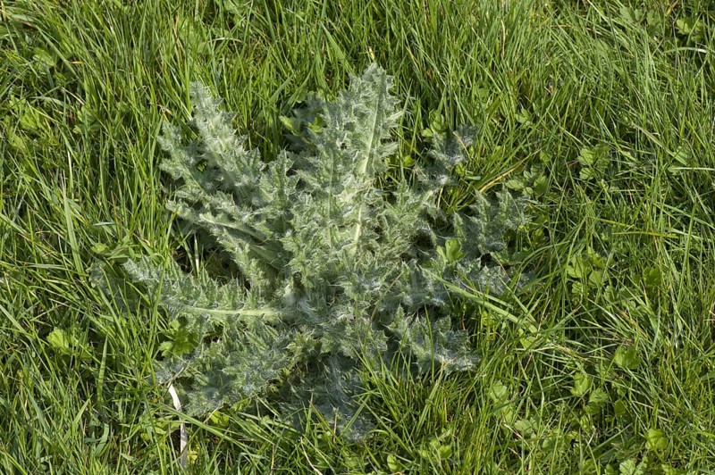 Lanceolatum