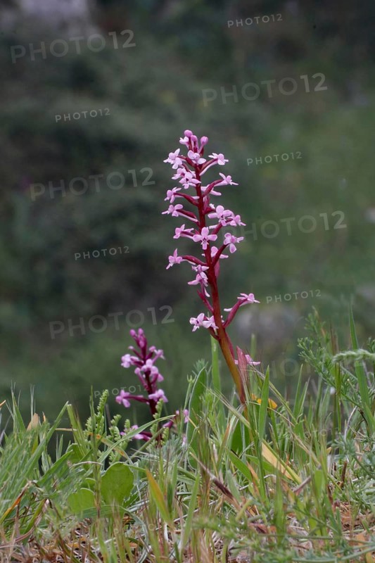 Orchid