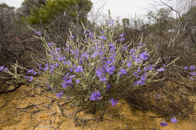 Spiked Dampiera