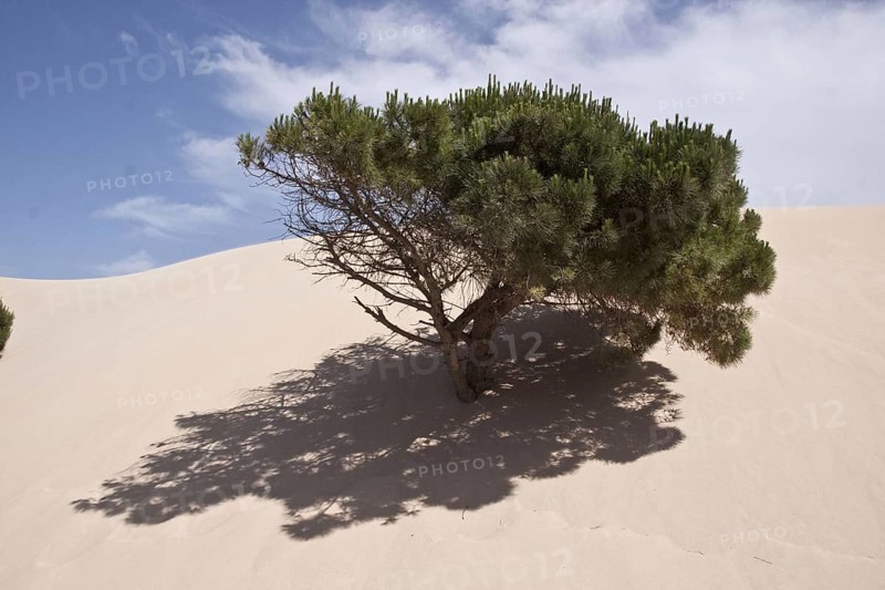 Pine