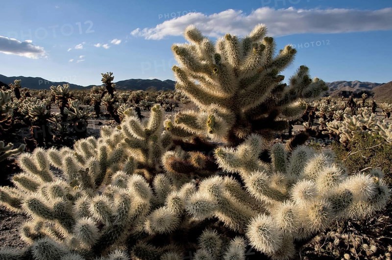 Teddy-bear Cholla