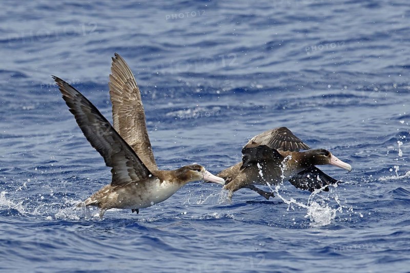 Short-tailed albatross