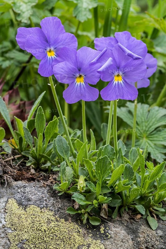 Long-spurred violet