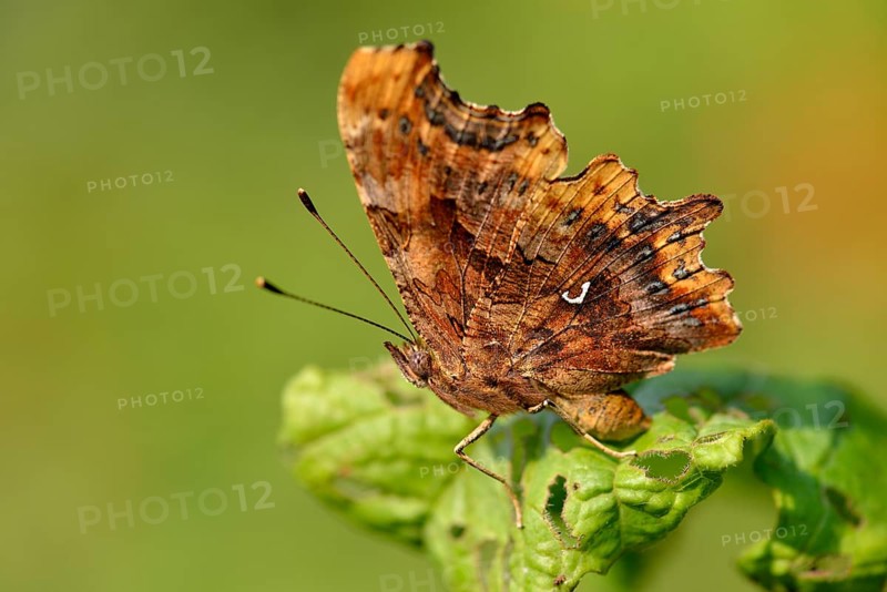 C butterfly