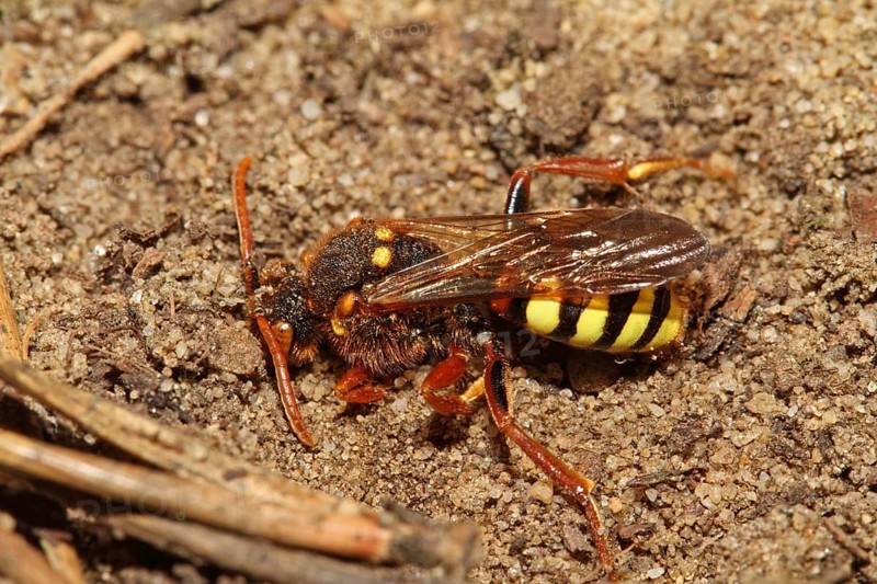 Redheaded Wasp Bee