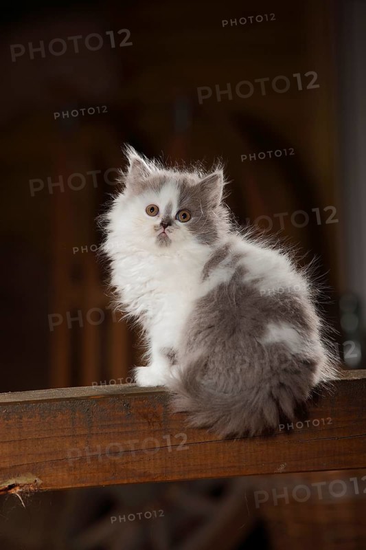 British Longhair