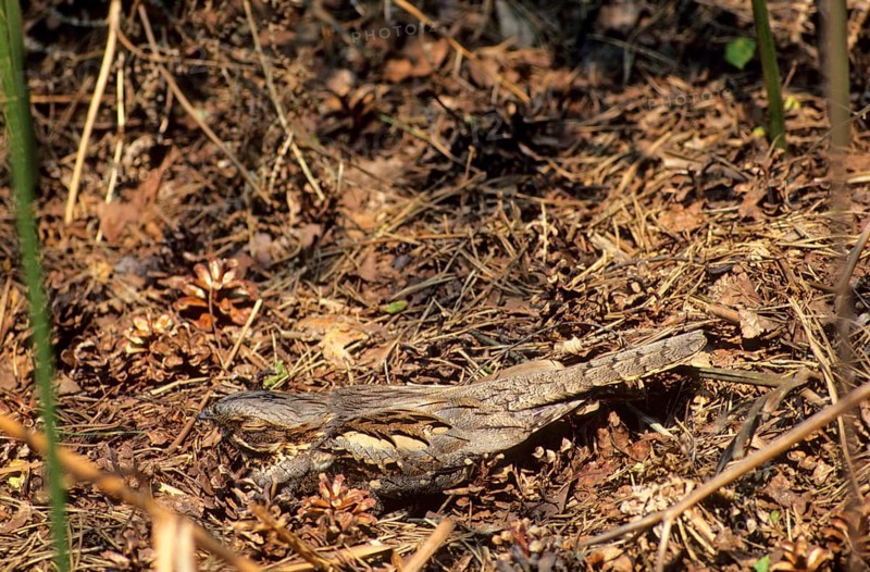 Eurasian Nightjar