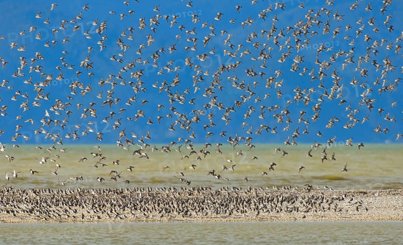 Wrybill