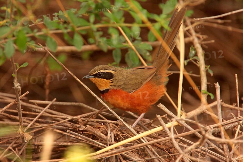 Olive-crowned Crescentchest