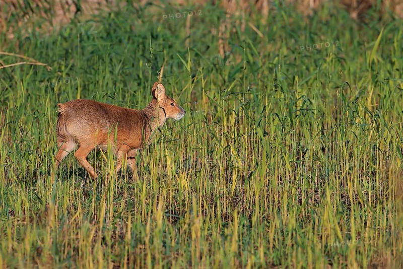 Chinese water deer