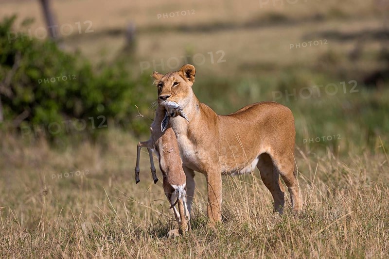 Masai Lion