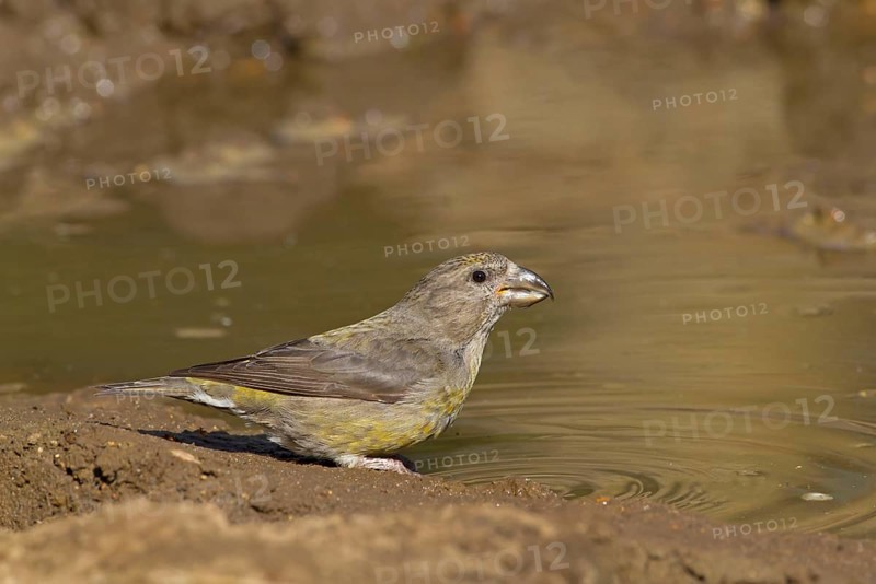 Red Crossbill