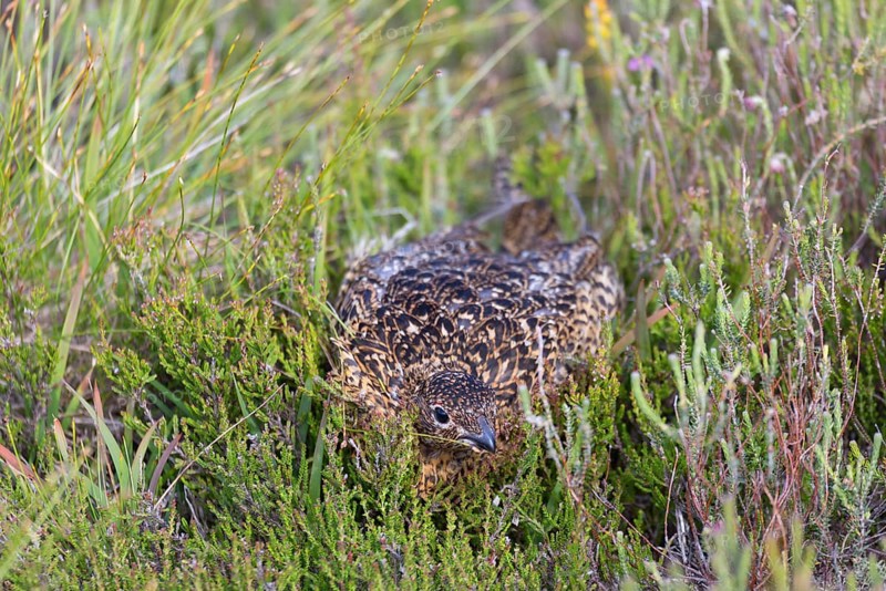 Scottish Grouse