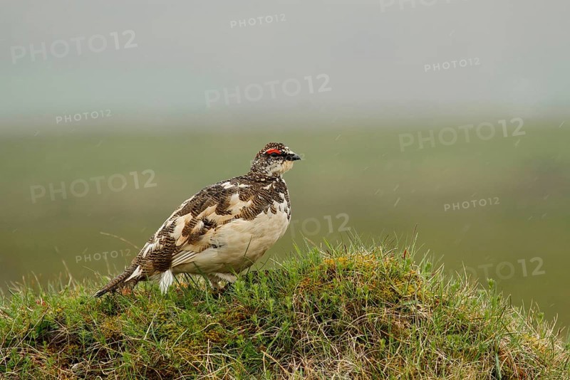 Rock Ptarmigan