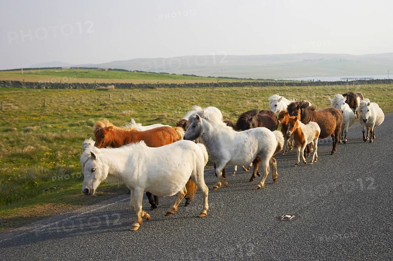 Shetland Pony