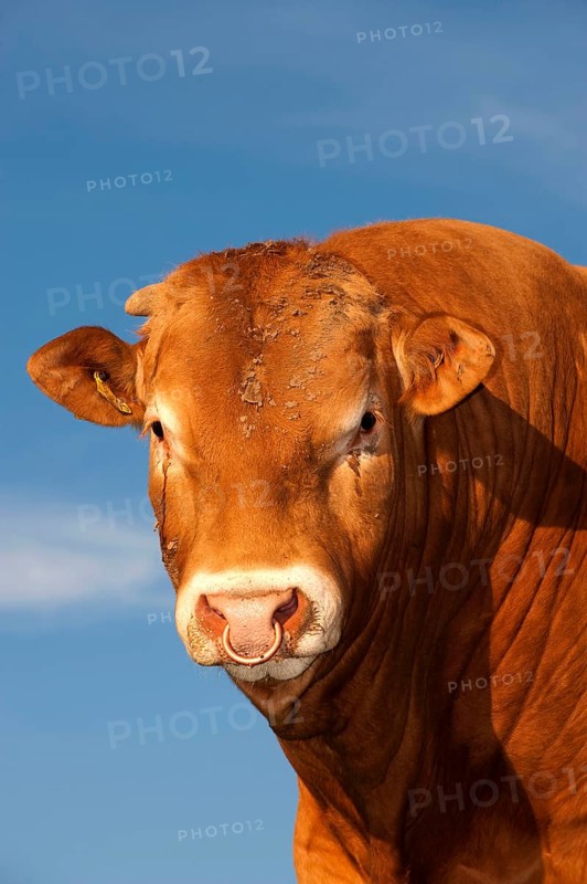 Domestic cattle