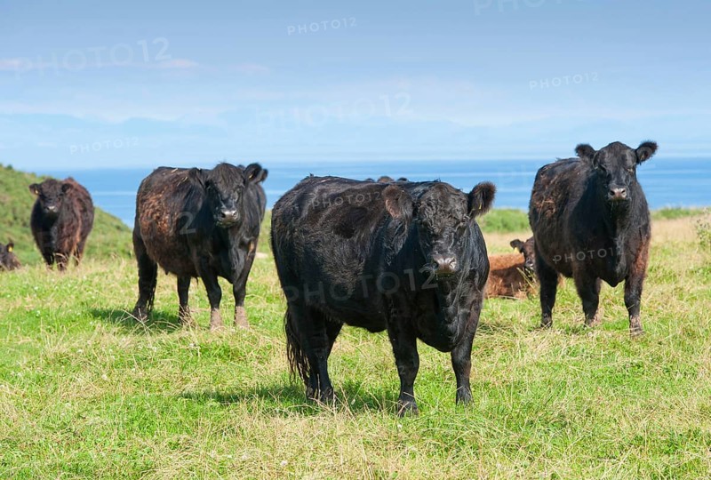 Domestic cattle