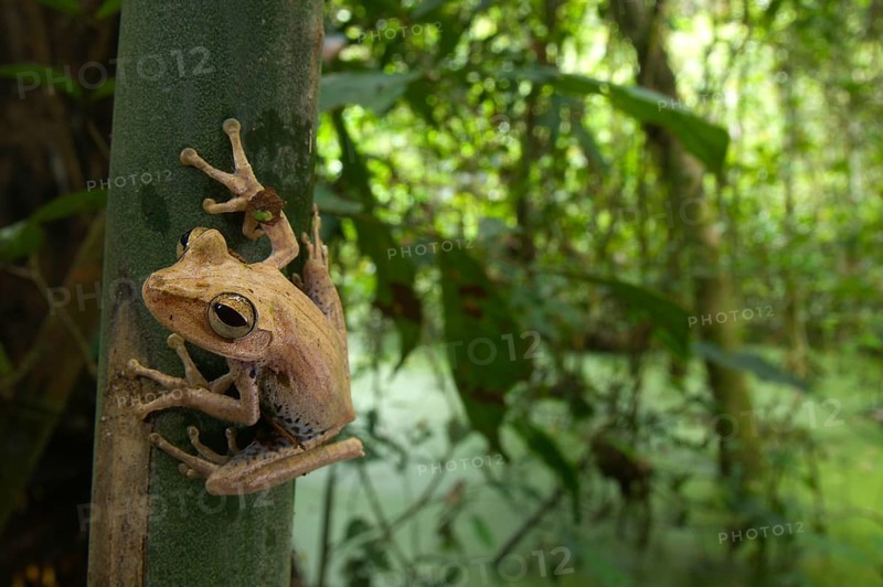Gunther's Banded Treefrog