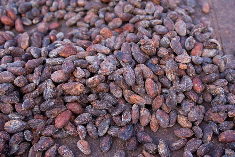 Cocoa tree