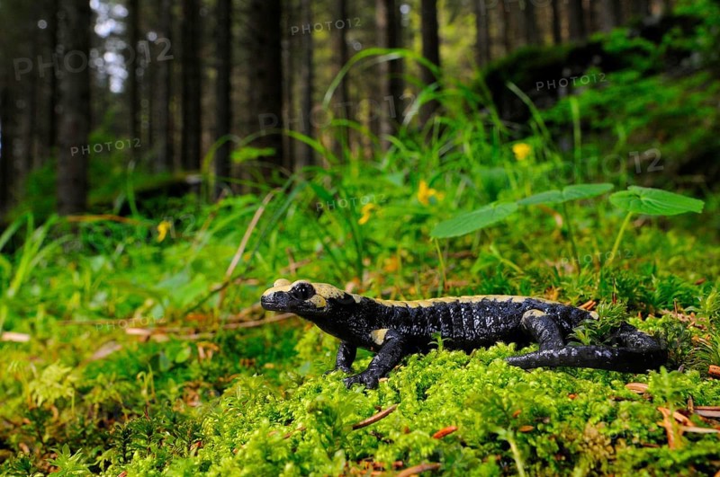 Golden Alpine Salamander