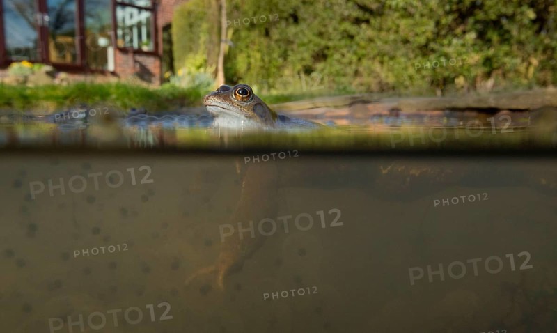 Common Frog
