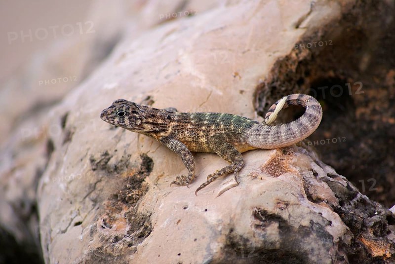 Cuban Brown Curly-tailed Lizard